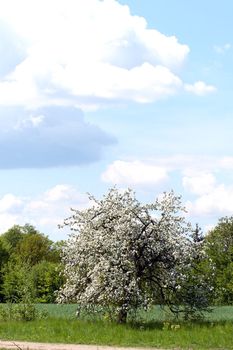 tree with blue sky in background - summer in Poland