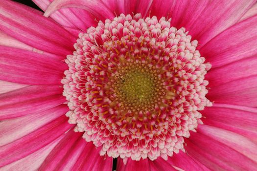 A tight macro shot of a pink flower