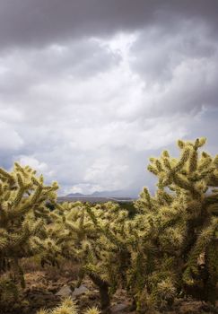 Cholla cacti framing mountains in the background on a stormy day.