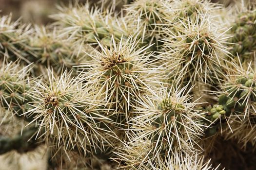 Close-up of the arms and spines on a cholla cactus.