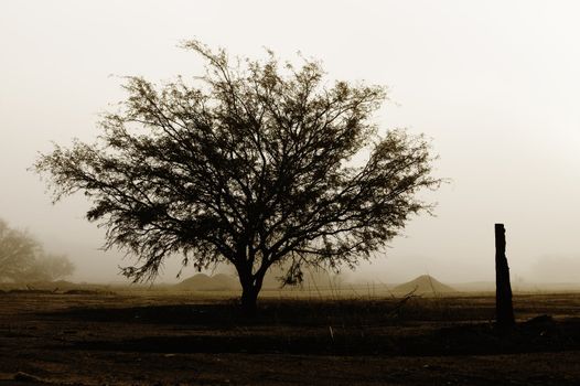 Tree against a foggy background in a barren location.