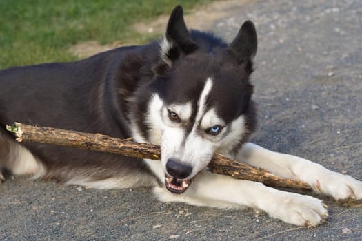 Dog with different eyes gnawing stick
