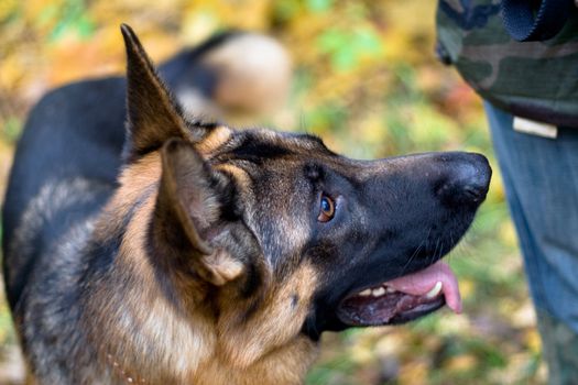 German shepherd looks at its master
