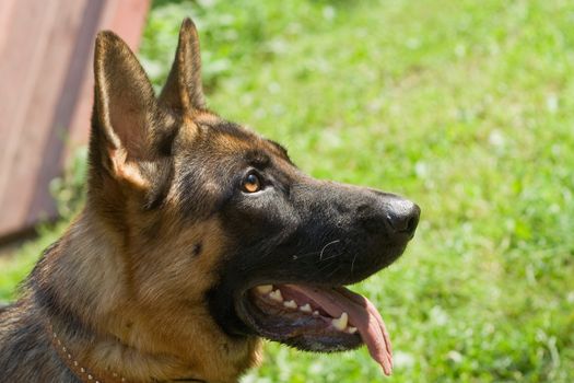 German shepherd looks at its master
