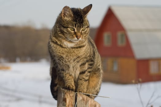 Grey tabby cat on a fence in winter in the country
