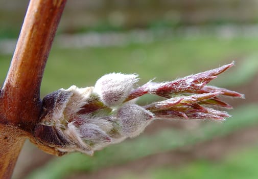 a close up of a Clematis montana buds