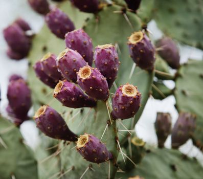 Fuscia colored fruit on a prickly pear cactus.