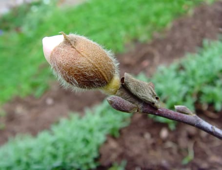 Close up of a Magnolia stellata bud