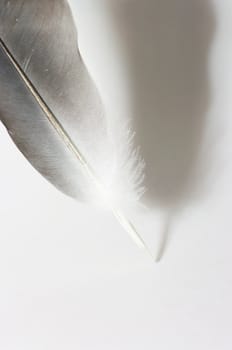 Feather on the white background