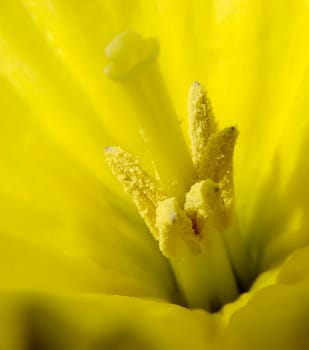 a close-up of a yellow narcis pollen