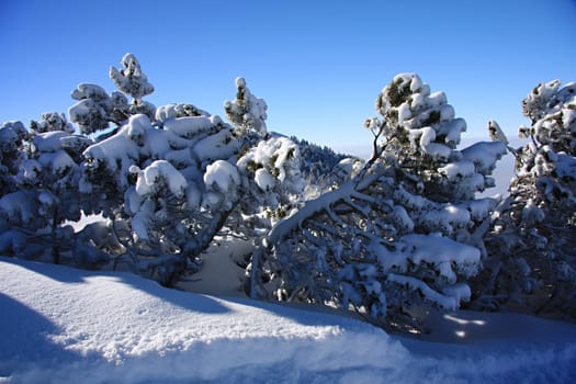 Pine trees covered with snow in the mountains