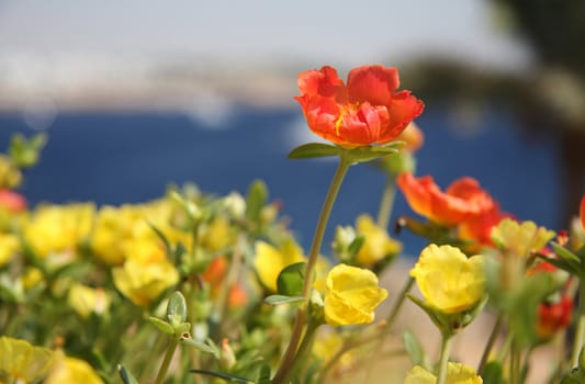 Red flower in a yellow environment