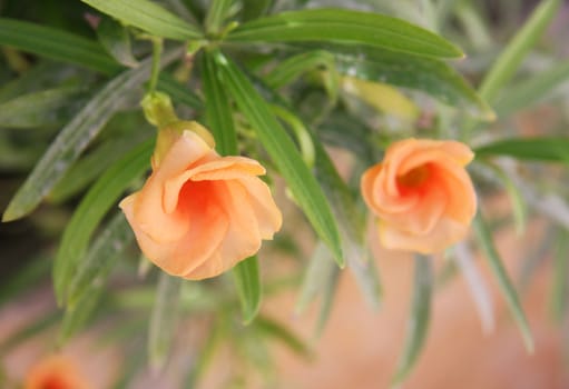 Beautiful pink flowers on tropical tree. Close-up