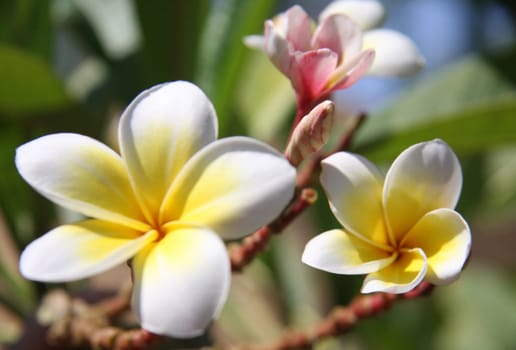 Blossom of tropical tree. Close-up