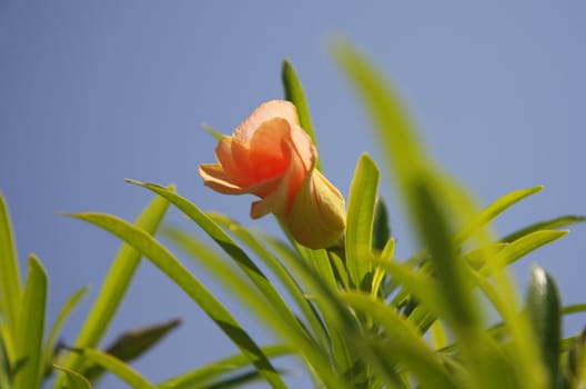 Pink flower on sky background