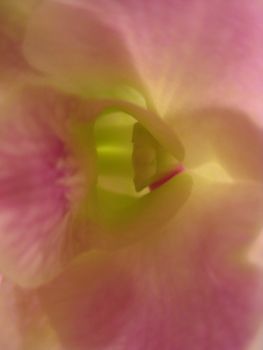 orchid, flower, pink, white, blooming, flora, exotic, beauty, plant, decoration