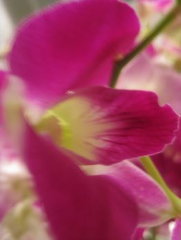 orchid, flower, pink, white, blooming, flora, exotic, beauty, plant, decoration