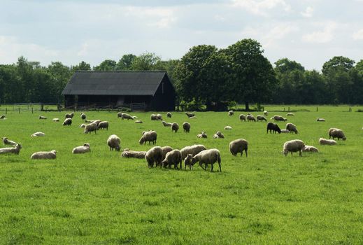 Grazing sheep in a meadow with a barn in the background.