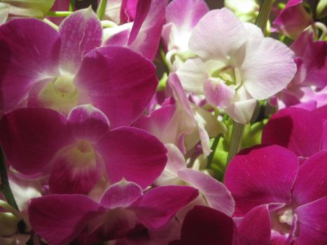 orchid, flower, exotic, nature, plant, beauty, decoration, pink, white, purple