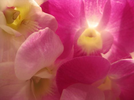 orchid, flower, exotic, nature, plant, beauty, decoration, pink, white, purple