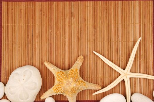 Beach postcard with sea shell and star fish