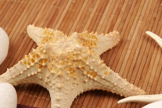 Beach postcard with sea shell and star fish