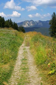 Countryside road path through ciniferous forest