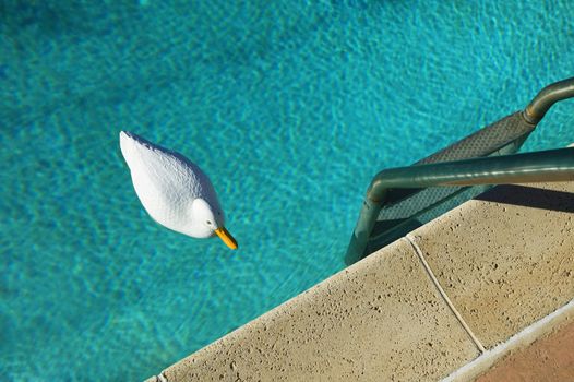 Plastic duck floating in a swimming pool with tiny ripples.