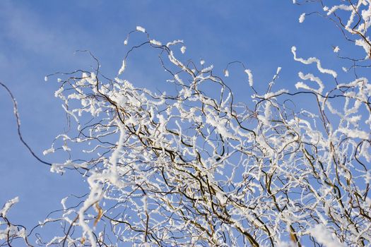 Frozen branches against a blue sky
