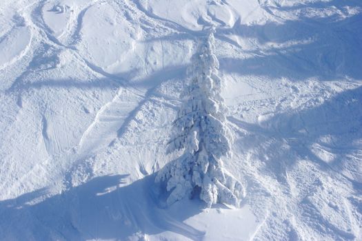 Pine tree covered by snow