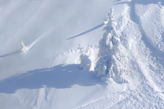 Pine tree covered by snow