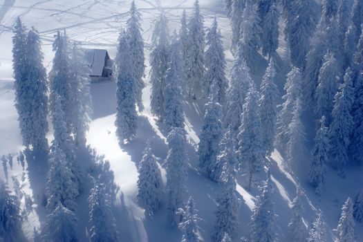 Pine trees covered by snow