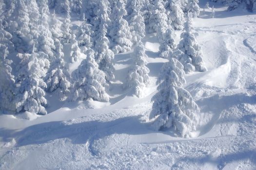 Pine trees covered by snow