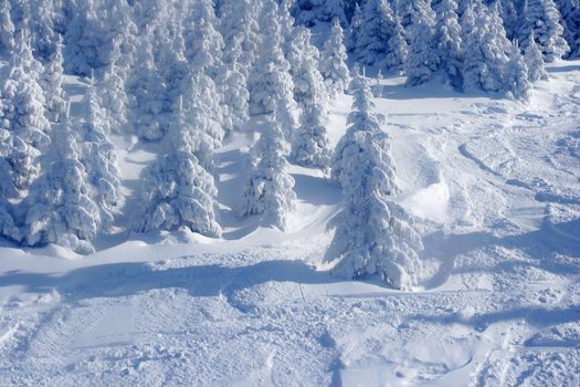 Pine trees covered by snow