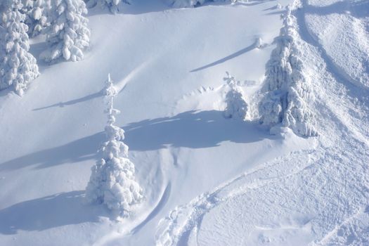 Pine trees covered by snow