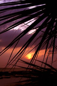 The sun setting on a tropical beach, silhouettte of palmtree foliage in foreground
