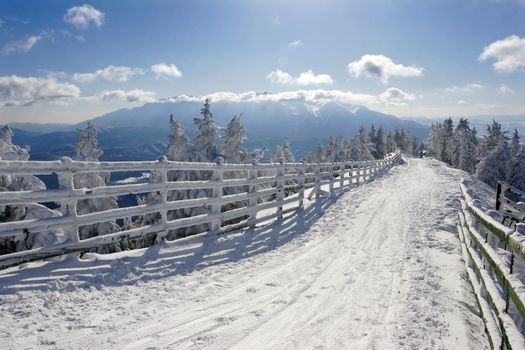 Winter landscape with pine trees covered by snow