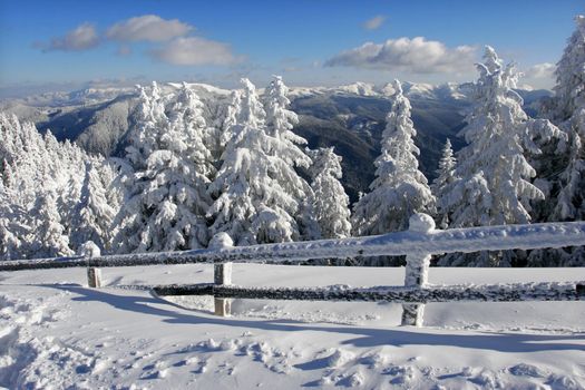 Winter landscape with pine trees covered by snow