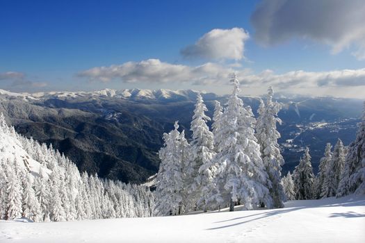 Winter landscape with pine trees covered by snow