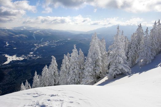 Winter landscape with snow covered pine trees.