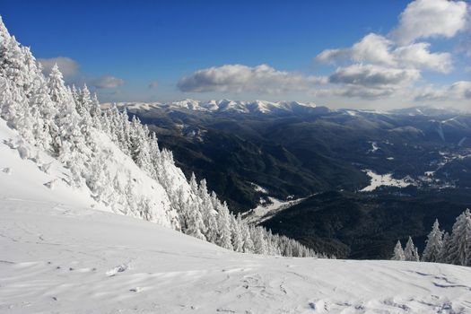 Winter landscape with snow covered pine trees.