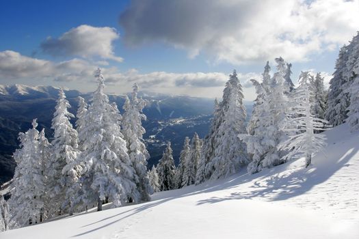 Winter landscape with pine trees covered by snow