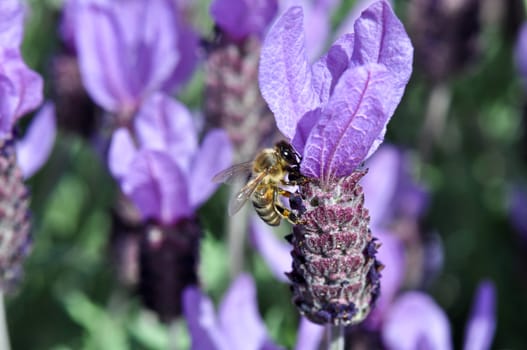 Bee on Spanish Lavender