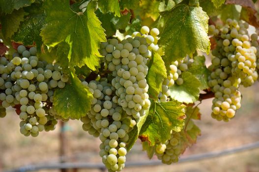 Green Grapes on the Vine