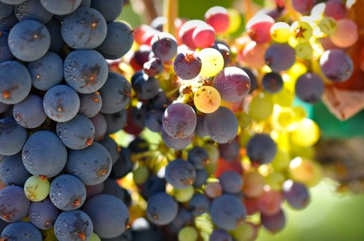 Close Up of Grapes on the Vine