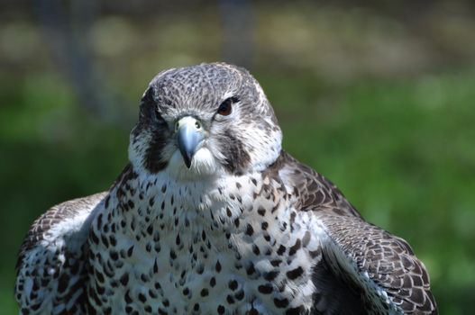 Peregrine Falcon