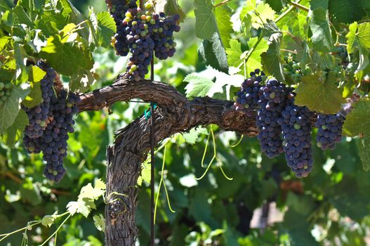 Red Wine Grapes on the Vine