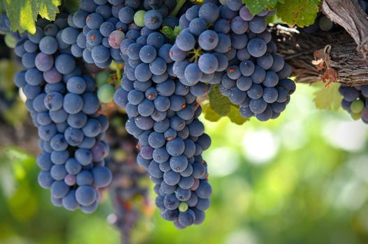 Red Wine Grapes on the Vine