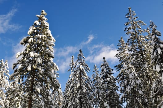 Snow Covered Trees and Blue Sky