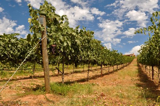 Wine Vineyard with Blue Sky and Clouds